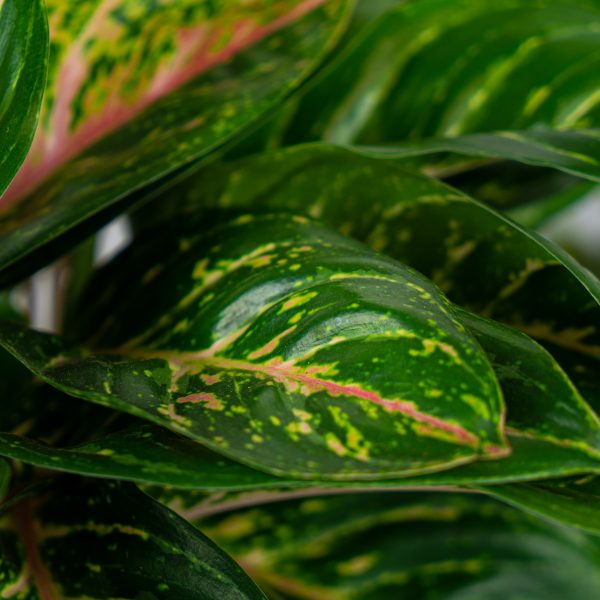 aglaonema-florida aglaonema-florida