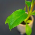 philodendron-ceylon-green-baby