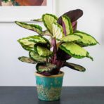calathea-silvia