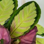 calathea-silvia