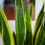 sansevieria-laurentii-gigant