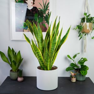 sansevieria-laurentii-gigant