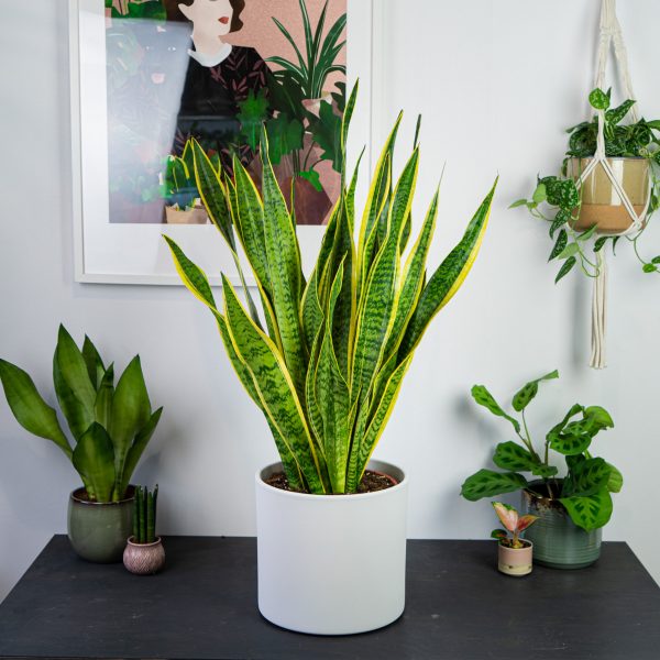 sansevieria-laurentii-gigant sansevieria-laurentii-gigant