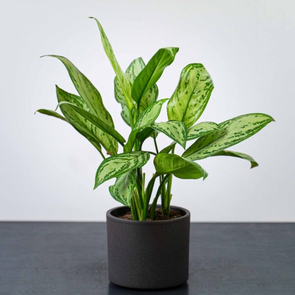 aglaonema-maria-christina aglaonema-maria-christina