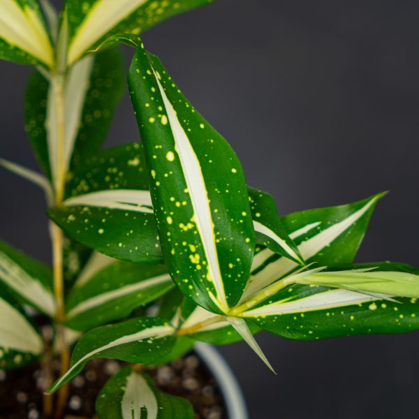 dracena-milky-way dracena-milky-way