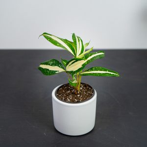 dracena-milky-way