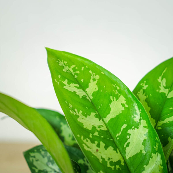 aglaonema-maria aglaonema-maria