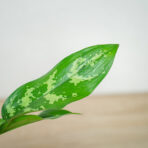 aglaonema-maria