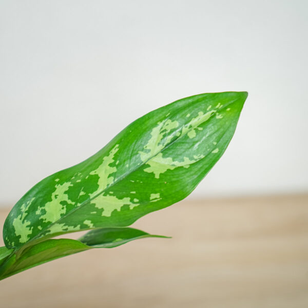 aglaonema-maria aglaonema-maria