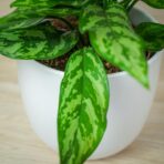 aglaonema-maria