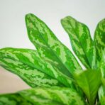 aglaonema-maria