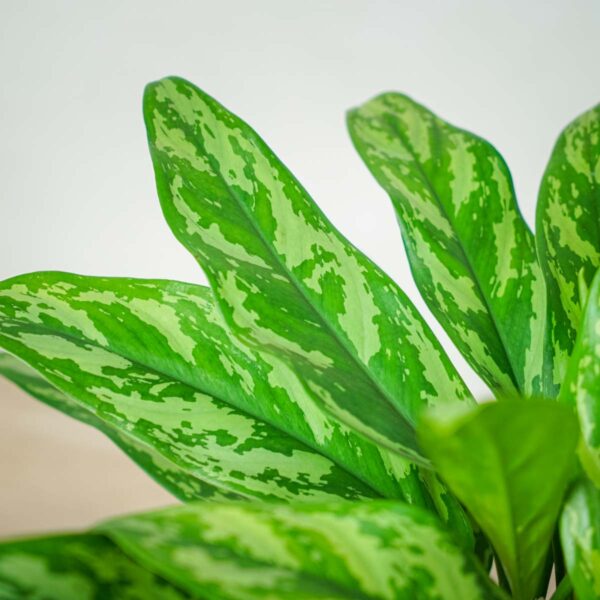 aglaonema-maria aglaonema-maria