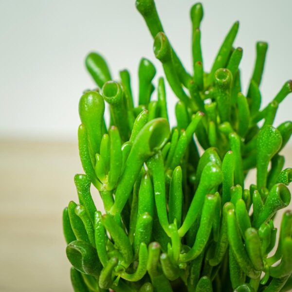 crassula-ovata-gollum-grubosz crassula-ovata-gollum-grubosz