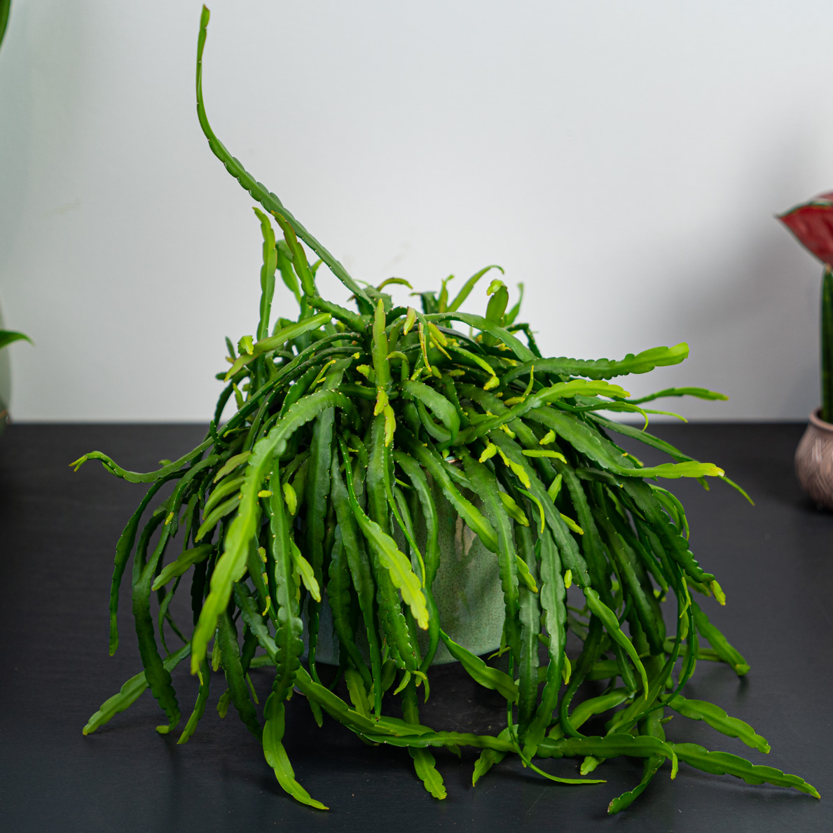 Lepismium bolivianum