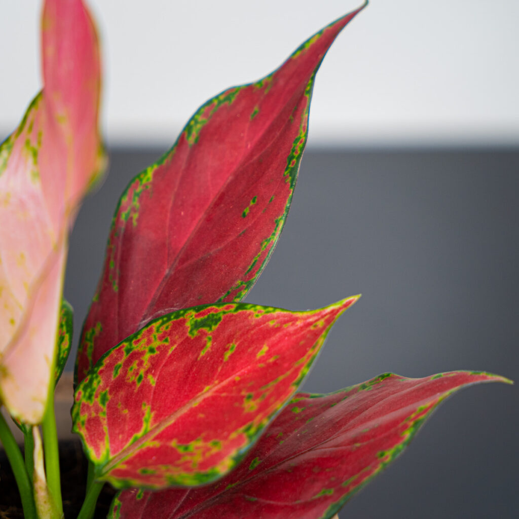 aglaonema-red-master