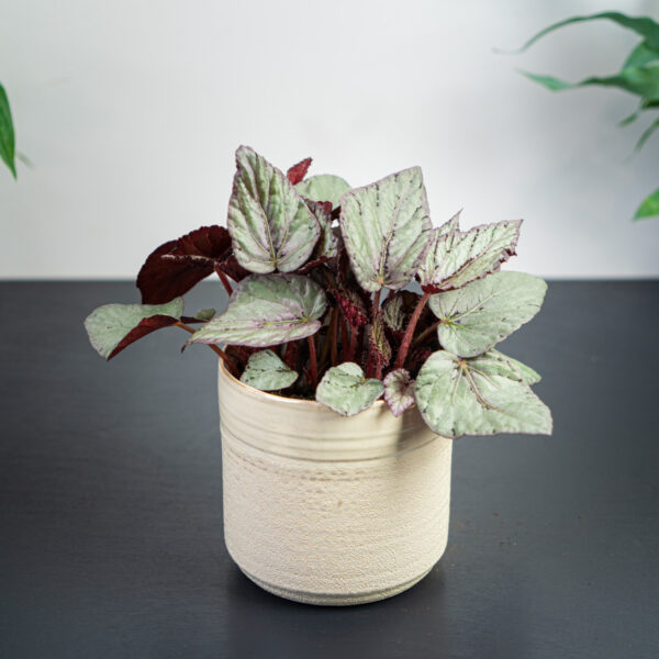 begonia-arctic-breeze begonia-arctic-breeze