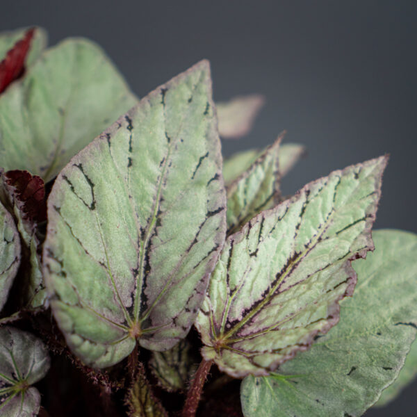 begonia-arctic-breeze begonia-arctic-breeze