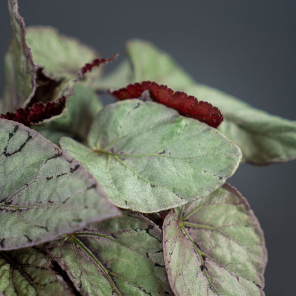begonia-arctic-breeze begonia-arctic-breeze