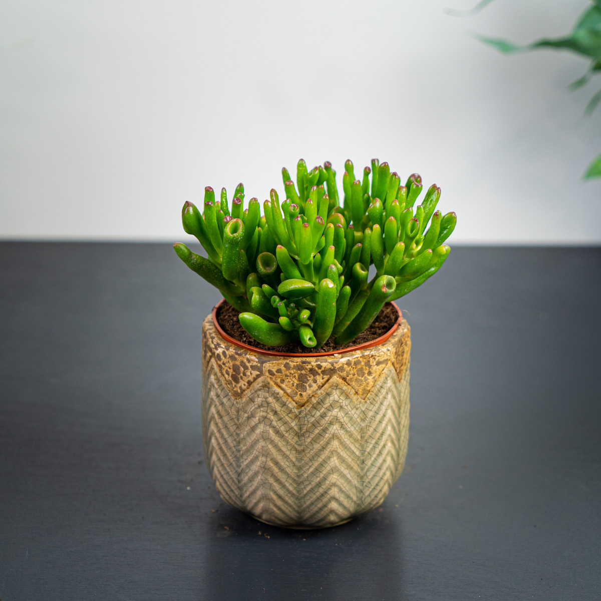 Grubosz (crassula ovata gollum)