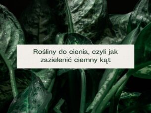 Rośliny o ciemnych liściach.