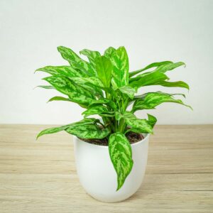 aglaonema-maria