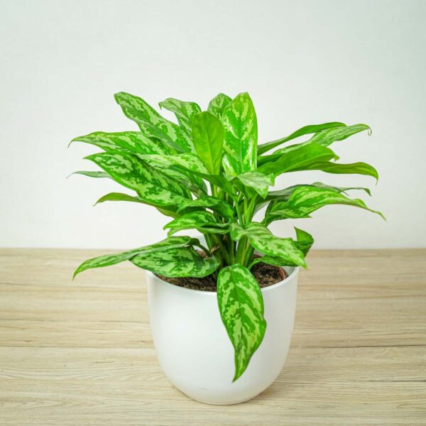 aglaonema-maria