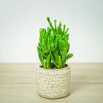 crassula-ovata-gollum-grubosz