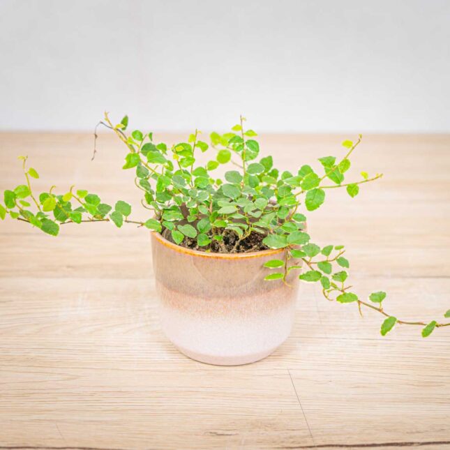 ficus-pumila ficus-pumila