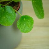 pilea-peperomioides-variegata-pieniazek-white-sugar-splash