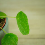 pilea-peperomioides-variegata-pieniazek-white-sugar-splash