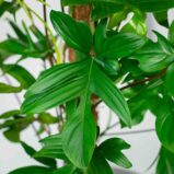 philodendron-pedatum