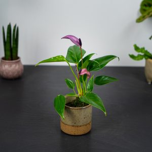 anthurium-zizou-baby