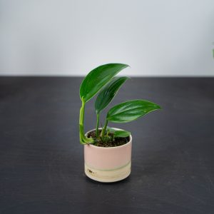 epipremnum-falcifolium-baby