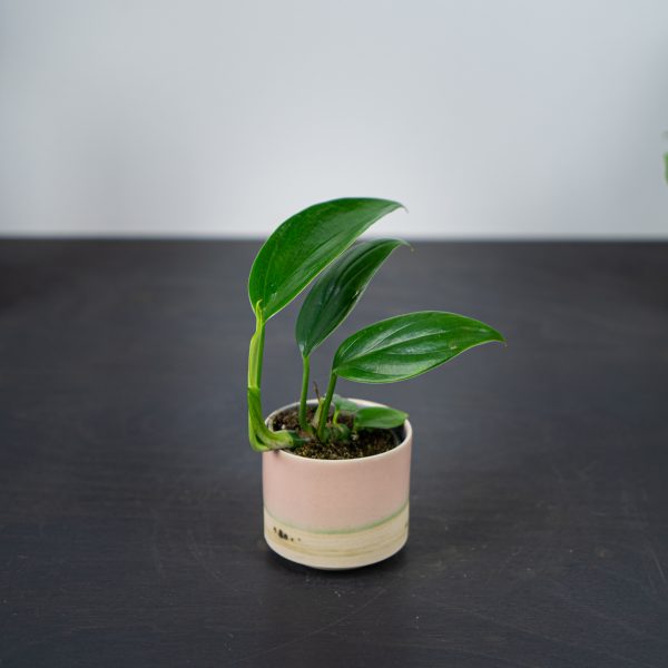epipremnum-falcifolium-baby epipremnum-falcifolium-baby