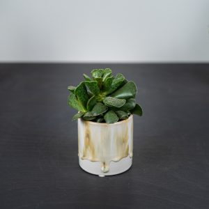adromischus-cooperi