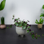 senecio-mikanioides-starzec