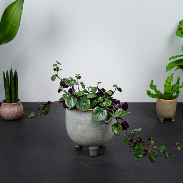 senecio-mikanioides-starzec senecio-mikanioides-starzec