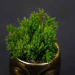 rhipsalis-mesembryanthemoides
