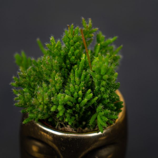 rhipsalis-mesembryanthemoides rhipsalis-mesembryanthemoides