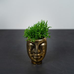 zestaw-rhipsalis-w-oslonce-zlota-glowa