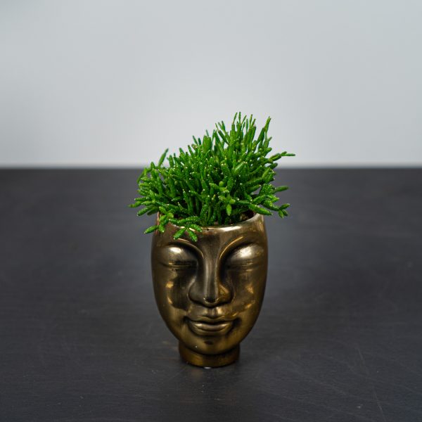 zestaw-rhipsalis-w-oslonce-zlota-glowa
