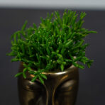 rhipsalis-cerecsula