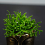 rhipsalis-heteroclada