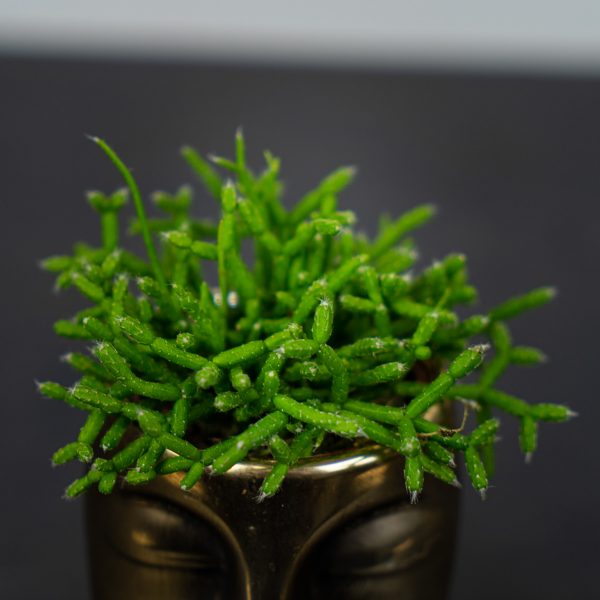 rhipsalis-heteroclada rhipsalis-heteroclada