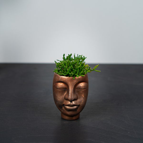 zestaw-rhipsalis-w-miedzianej-oslonce-glowa zestaw-rhipsalis-w-miedzianej-oslonce-glowa