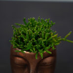 zestaw-rhipsalis-w-miedzianej-oslonce-glowa
