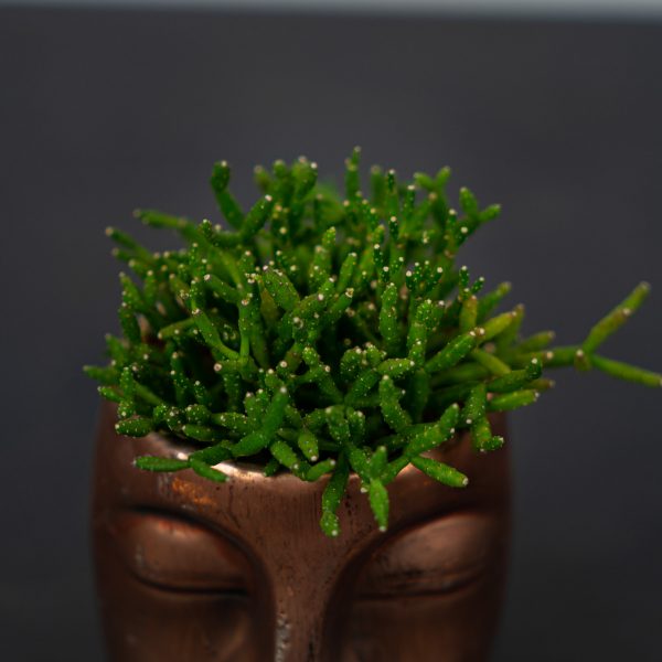 zestaw-rhipsalis-w-miedzianej-oslonce-glowa zestaw-rhipsalis-w-miedzianej-oslonce-glowa