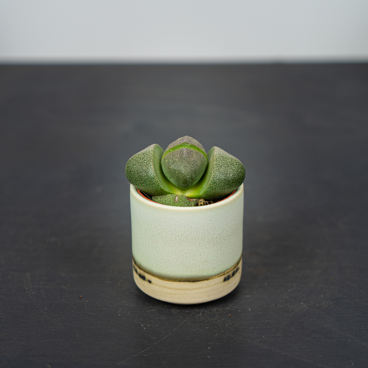 Żywe kamienie (lithops)