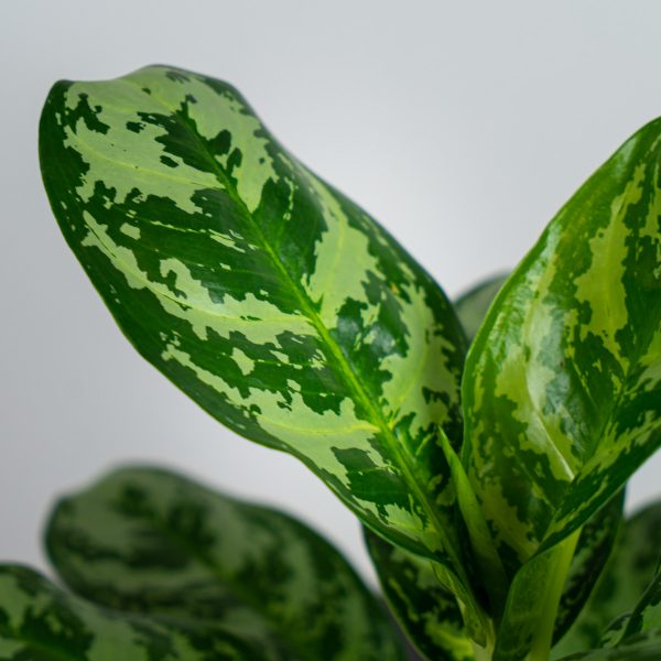 aglaonema-calypso aglaonema-calypso