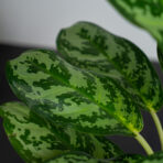 aglaonema-calypso
